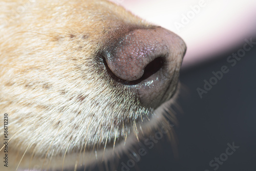 Close-up of light brown dog's nose and snout. Dog training, detection dog or sniffer dog, senses and smell concepts.