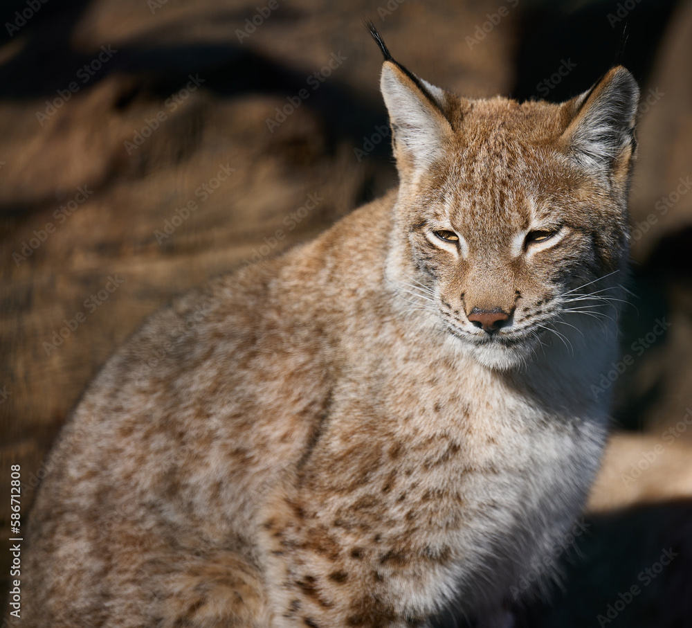 Fototapeta premium Portrait of a lynx in the sun