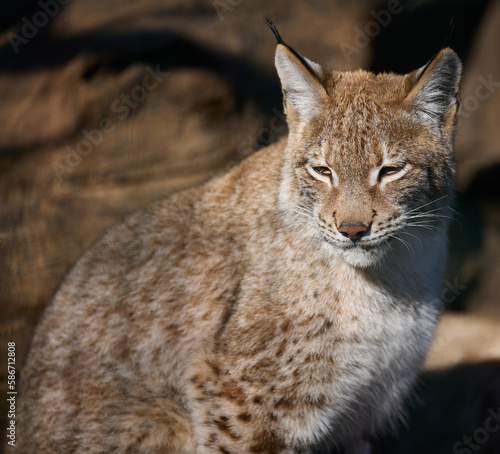 Portrait of a lynx in the sun