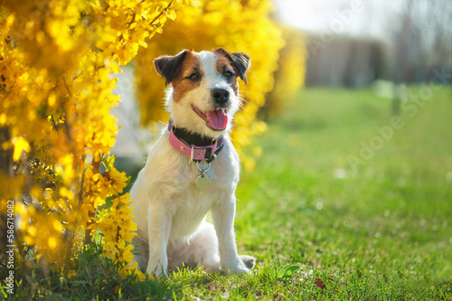 Jack russel terrier sitting next to the blooming yellow forsythia bush