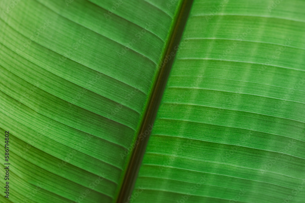 Green leaf in a sunlight, close-up. Summer background. Green leaf in a sunlight, close-up. Summer background.