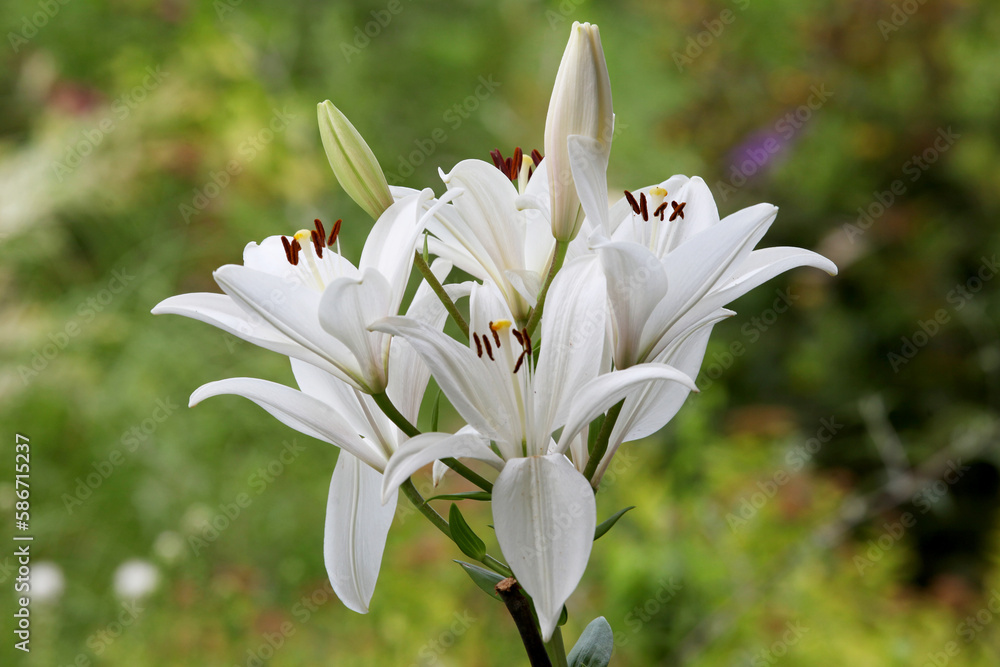 Obraz premium White Lily