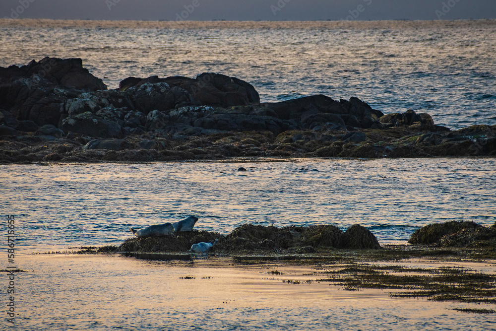 Fototapeta premium Seals at the coast of Iceland