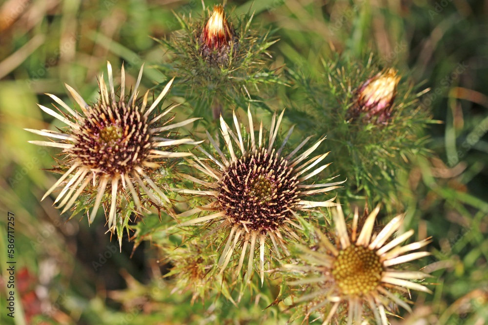 dried thistle flowers in winter dried thistle flowers in winter
