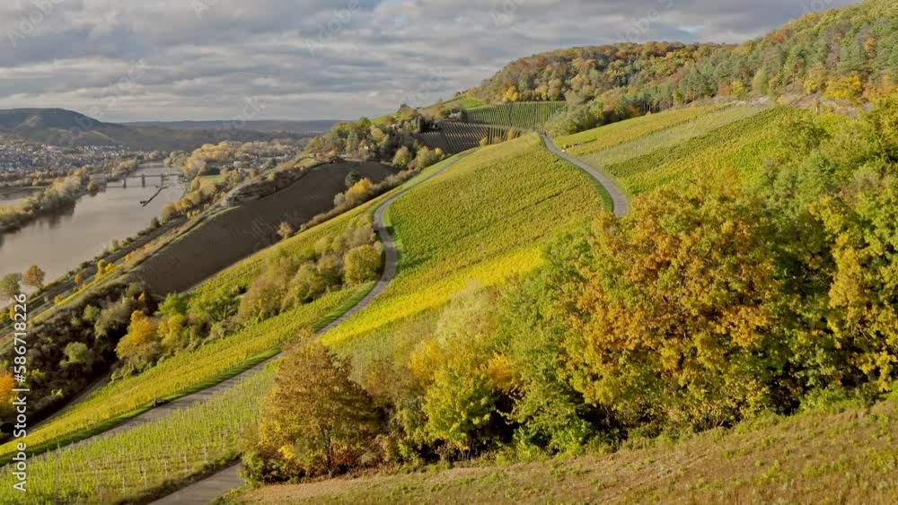 Aerial View Of Vineyards and Main River in Mainfranken region, Würzburg, Germany. Autumn View. Colorful autumn vineyards Aerial View Of Vineyards and Main River in Mainfranken region, Würzburg, Germany. Autumn View. Colorful autumn vineyards