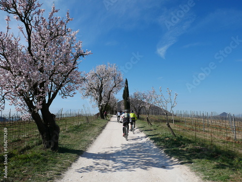 Mount Fasolo, Cinto Euganeo, Padua, Italy: cyclists along a dirt road between almond trees in bloom. Euganean Hills Natural Park