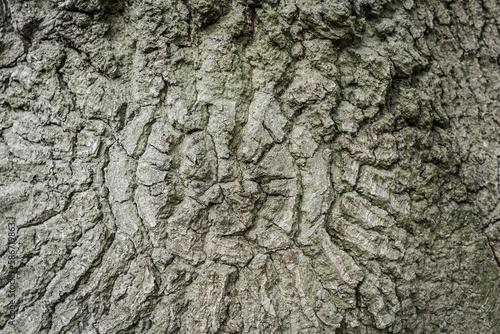 bark stucture of a weathered oak tree