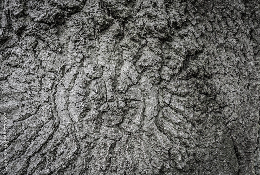 bark stucture of a weathered oak tree bark stucture of a weathered oak tree