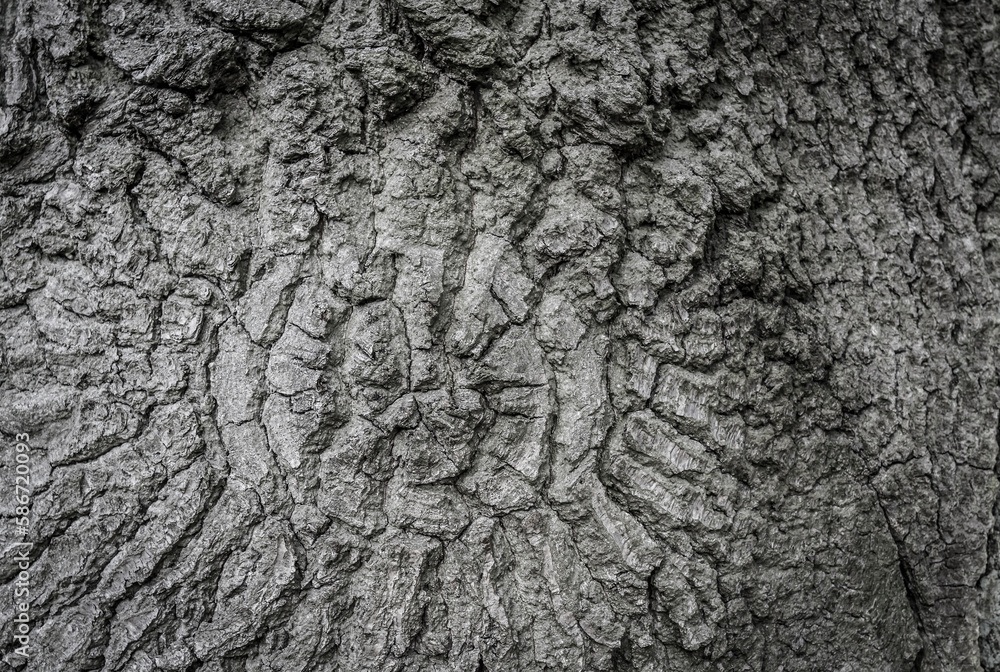 bark stucture of a weathered oak tree