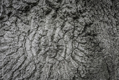 bark stucture of a weathered oak tree