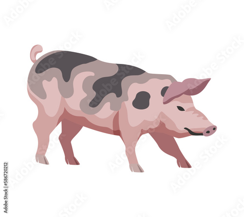 Flat Pig Illustration
