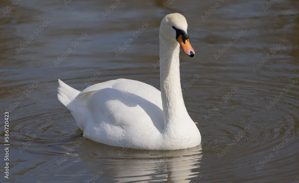 White romantic swans swim in the lake of the city park. Snow-white noble swans are a symbol of love and fidelity. Animal background for a romantic love card White romantic swans swim in the lake of the city park. Snow-white noble swans are a symbol of love and fidelity. Animal background for a romantic love card
