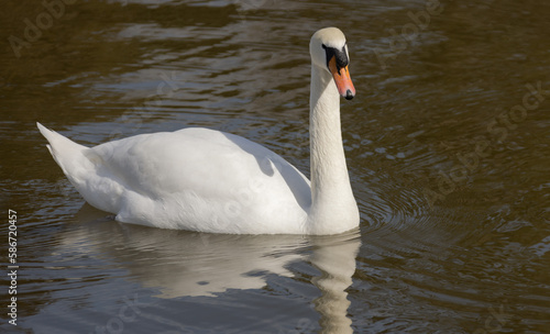 White romantic swans swim in the lake of the city park. Snow-white noble swans are a symbol of love and fidelity. Animal background for a romantic love card