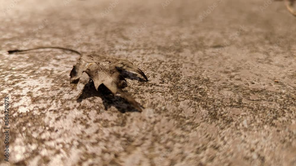 Dry Dead Leaf on Rough Concrete Dry Dead Leaf on Rough Concrete