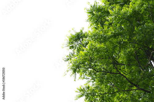 tree branches on a transparent background For decorating projects easily