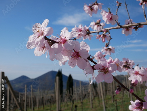 Close up of almond tree pink flowers, with vineyards and Euganean Hills in the background.
