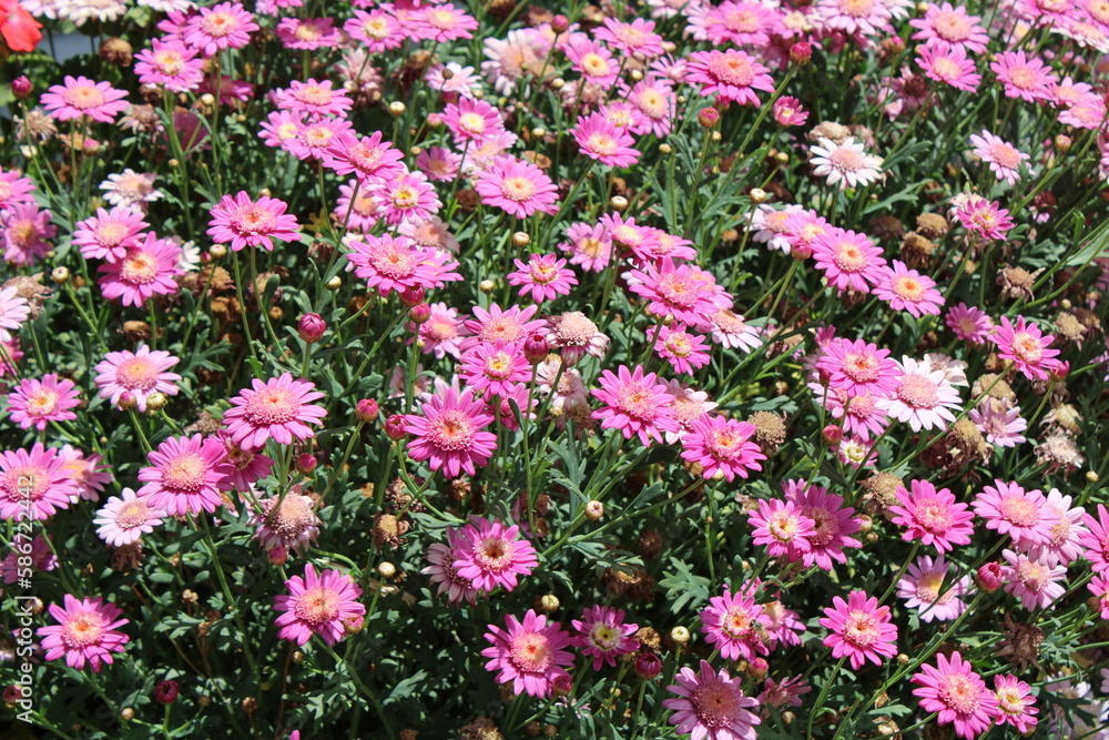 Obraz premium Pink flowers
