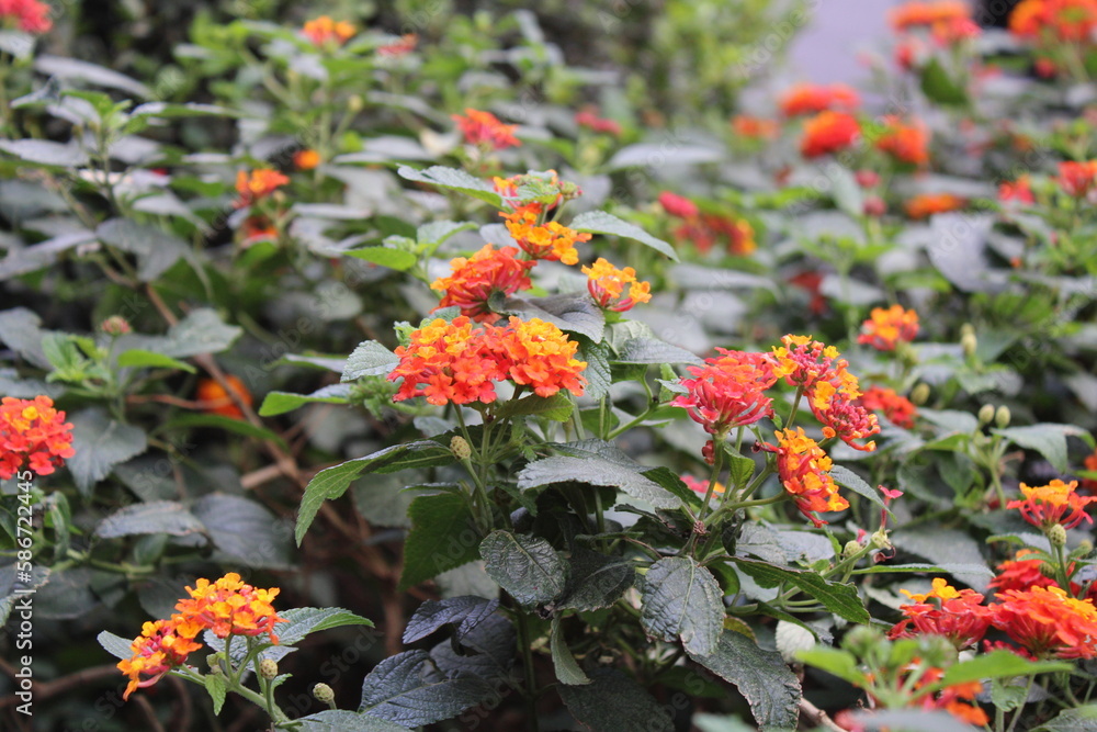 orange flowers in the garden orange flowers in the garden