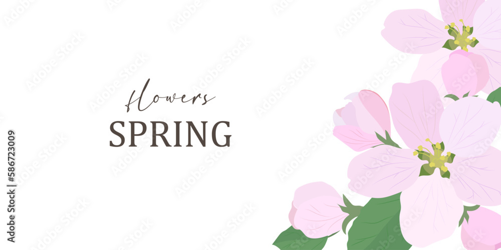 Apple blossoms with green leaves isolated on a white background. Spring flowers banner.