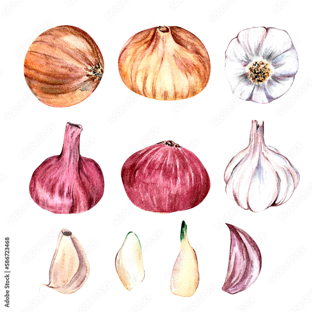 set garlic and onion painted in watercolor set garlic and onion painted in watercolor