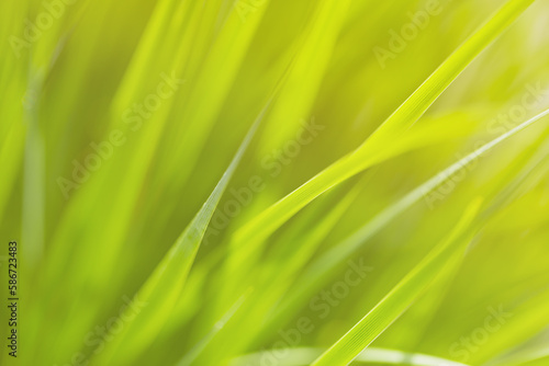 Close up photo of fresh spring green grass in sunset. Beautiful natural green background