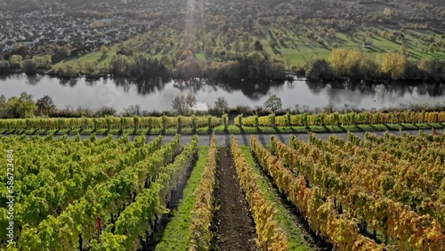 Aerial View Of Vineyards and Main River in Mainfranken region, Würzburg, Germany. Autumn View. Colorful autumn vineyards