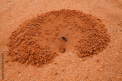Wadi Rum, Jordan An anthill in the deseret and one ant.