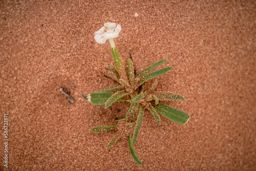 Wadi Rum, Jordan Malcolmia africana plants growing in the desert. photo