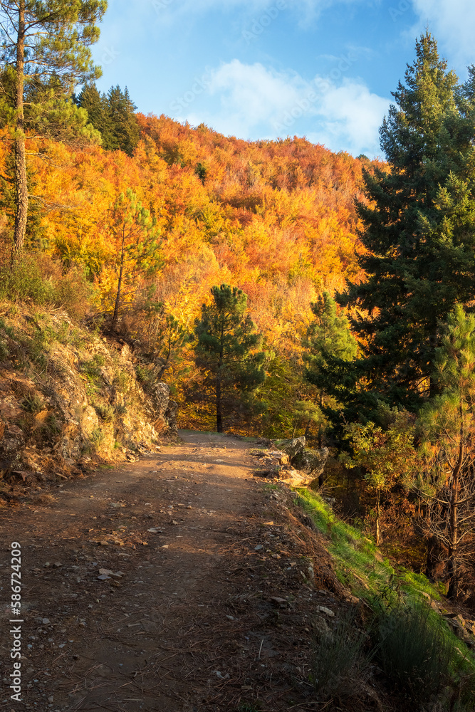 Fototapeta premium View from the path of the beech route in Serra da Estrela in Portugal, in the middle of autumn with the beeches all colored and illuminated by the sunset.