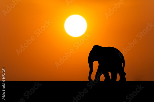 Walking elephant silhouette during evening and sun at background. Copy space for letters.