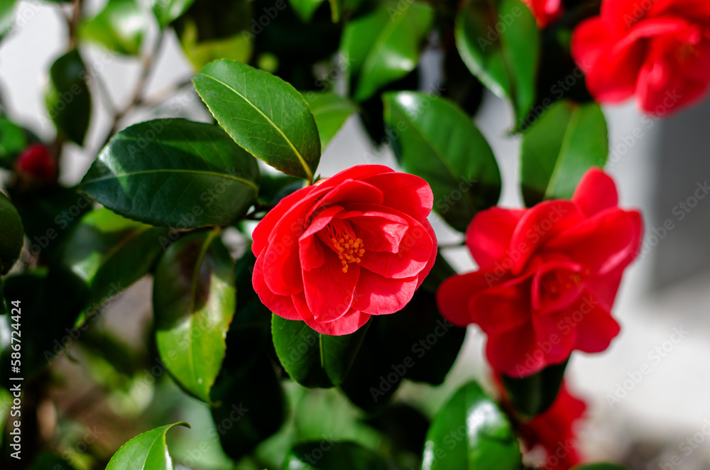 Camellia japonica blooms in red. Beautiful flower