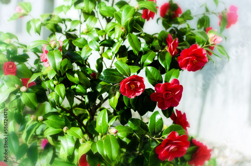 Camellia japonica blooms in red. Beautiful flower