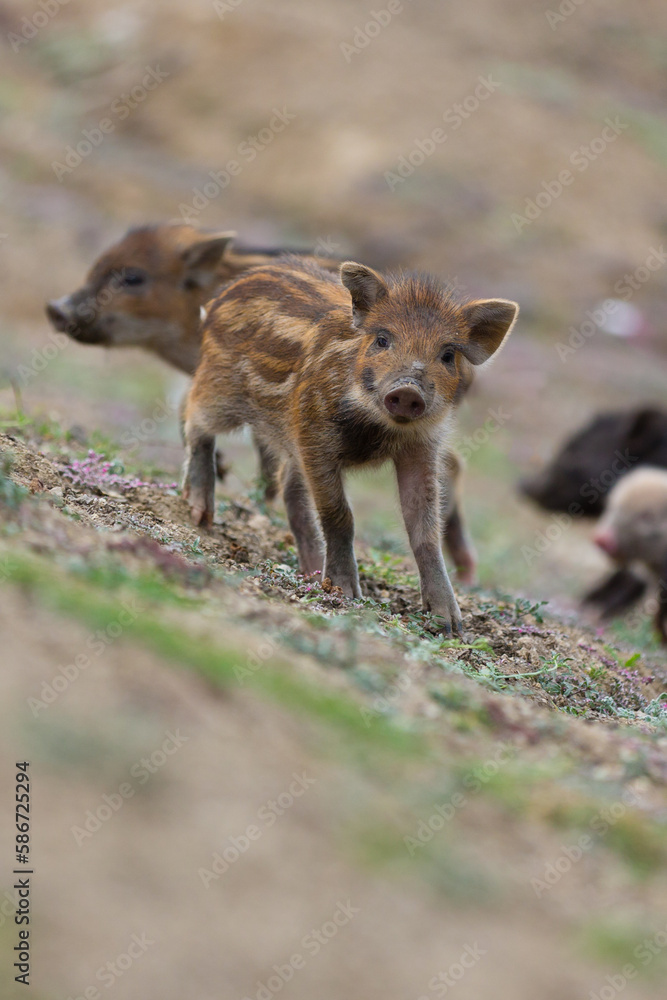 Fototapeta premium Piglets stray across a road and fields in India and one stops and looks at the camera