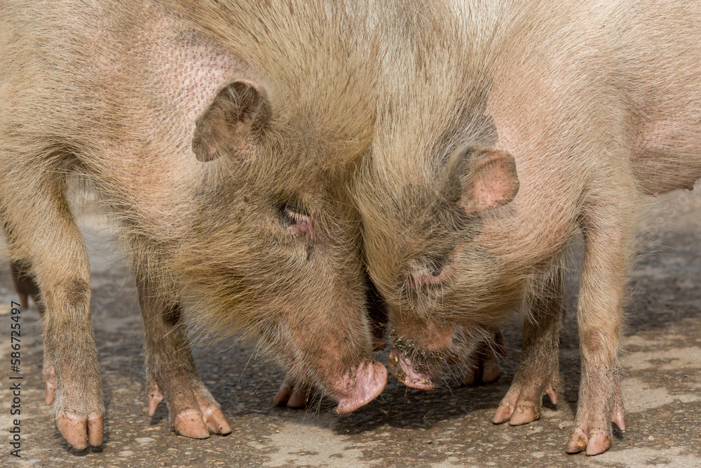 Pig love - two little pigs hold their heads together in profile Pig love - two little pigs hold their heads together in profile