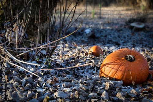 Pumpkins and Frost