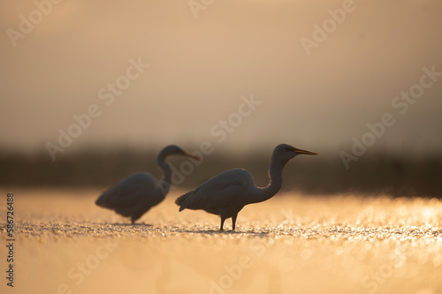 Egrets in Morning