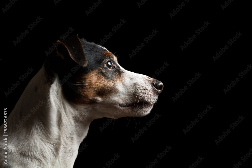 cute jack russell terrier dog profile portrait in the studio on a black background cute jack russell terrier dog profile portrait in the studio on a black background