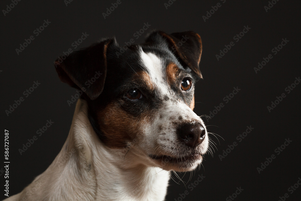 cute jack russell terrier dog portrait in the studio on a dark background