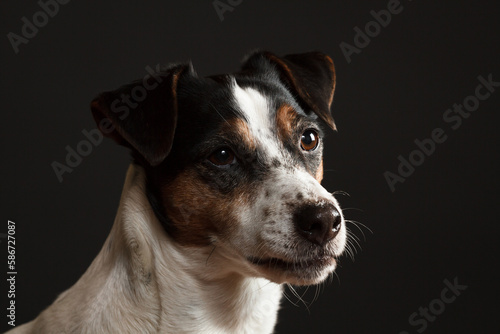 cute jack russell terrier dog portrait in the studio on a dark background © Oszkár Dániel Gáti