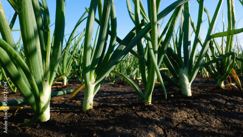 Green onions grow on the bed. Onion stalks, bottom view, against the blue sky. Growing vitamin greens in the open ground