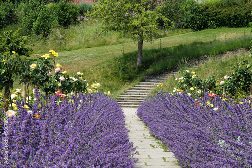 Footpath between purple flowering catnip plants and roses winding uphill , in a summer garden .