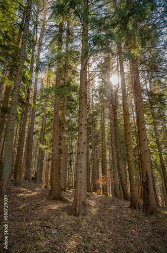 Il bosco in montagna a fine inverno © PgP