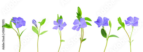 Set of delicate blue periwinkle flowers isolated on transparent background. Vinca minor.