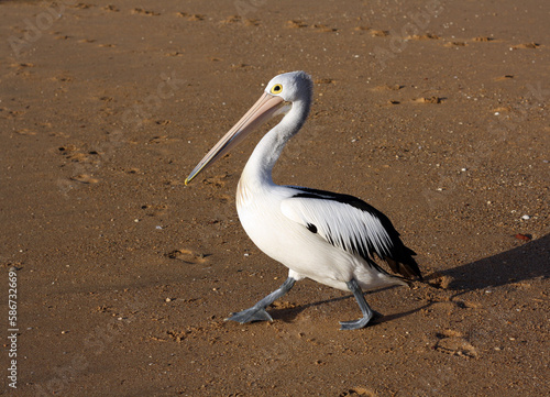 Australian pelican (Pelecanus conspicillatus) walking along the sandy beach on a sunny morning