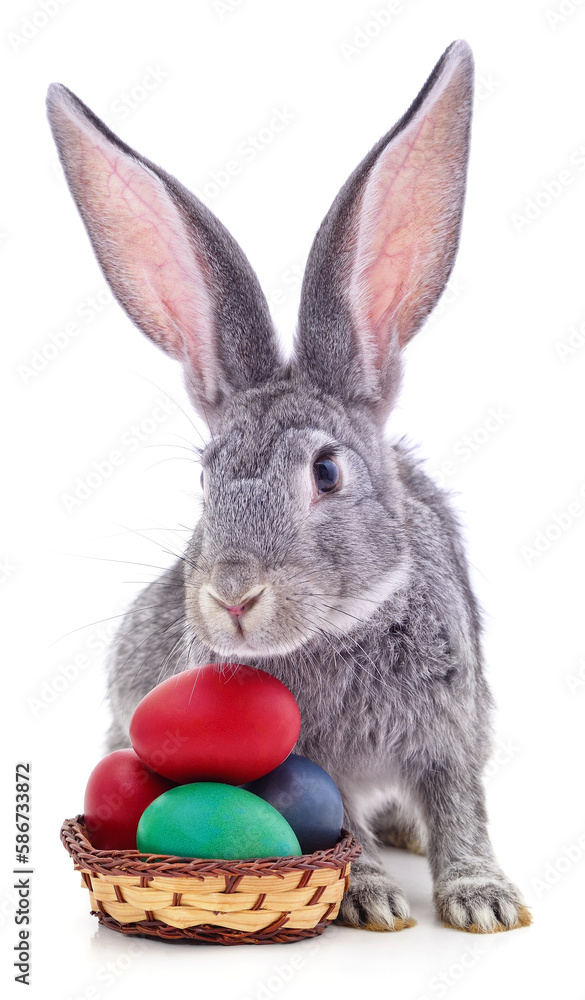 Obraz premium Easter bunny with colored eggs.