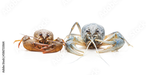 Two colored crayfish.