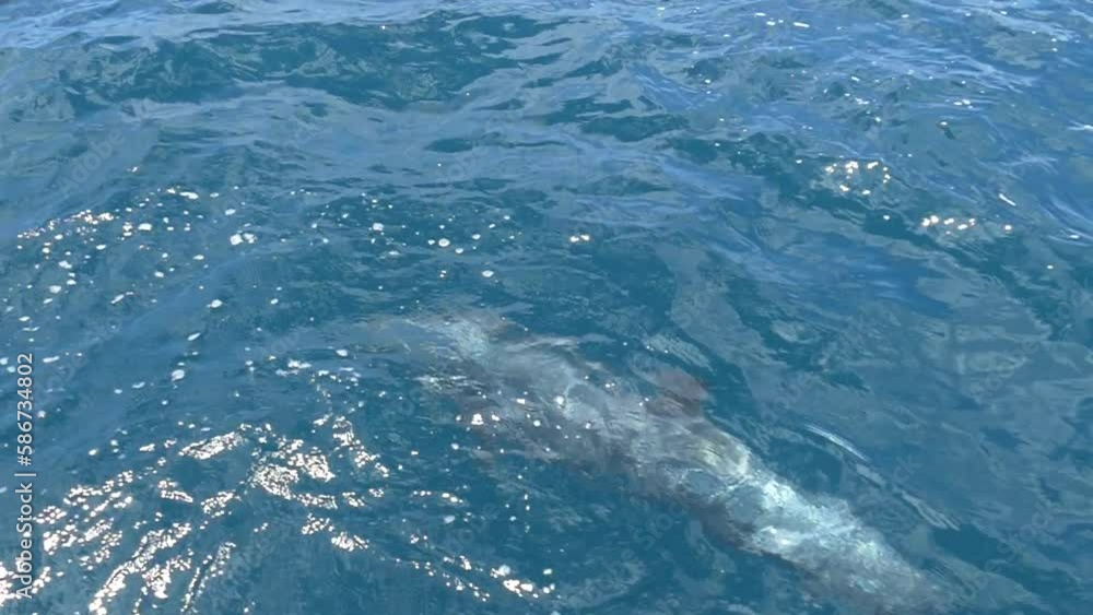 Slow Motion Shot of Dolphins Swimming Near the Boat Slow Motion Shot of Dolphins Swimming Near the Boat