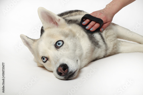 Portrait of a gray siberian husky girl being combed with a brush on a white background. Dog grooming