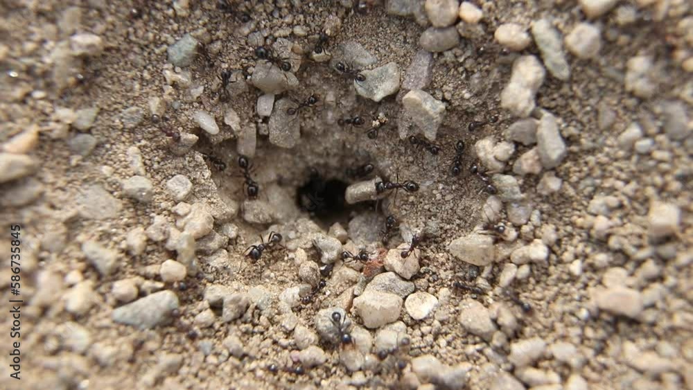 Black ants getting in and out from the hole in the ground. Anthill. Black ants getting in and out from the hole in the ground. Anthill.