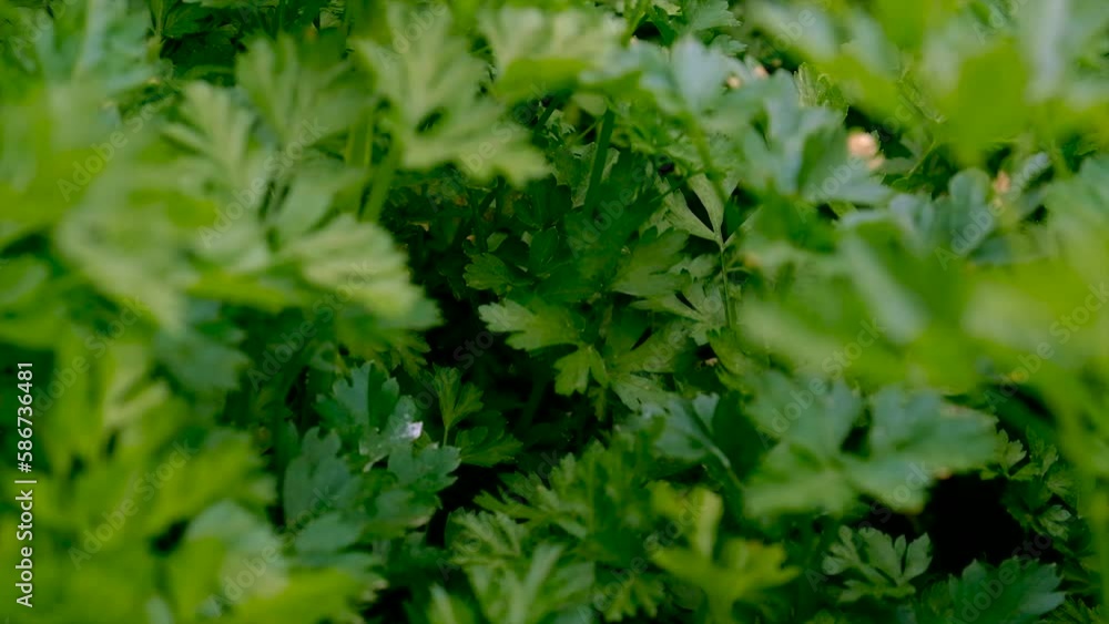 Parsley grows in the garden. Selective focus. Parsley grows in the garden. Selective focus.